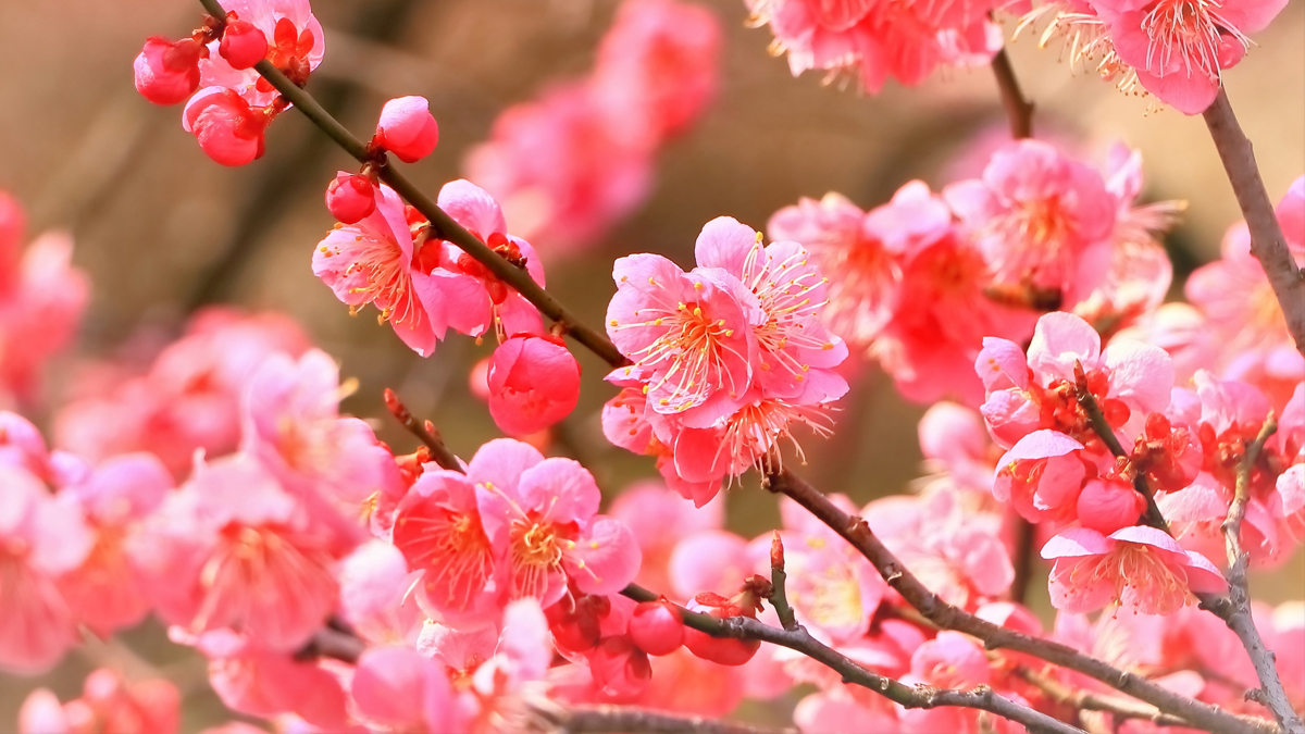 梅まつりで見つける新たな日本の美【ライフスタイル・トレンド】