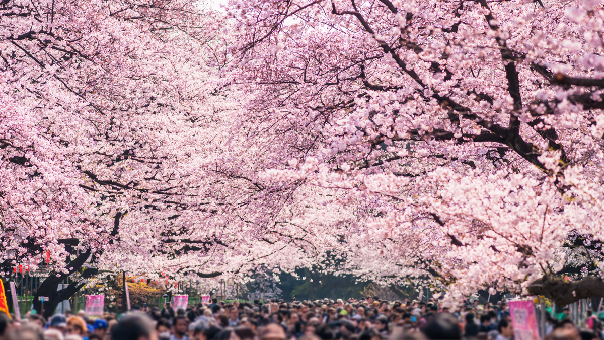 2026年の桜開花宣言！花見スタイルをアップデートする方法
